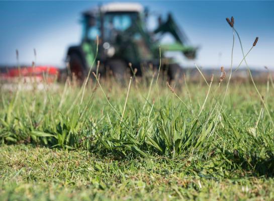 Veehouders zetten niet massaal in op kruidenrijk grasland 