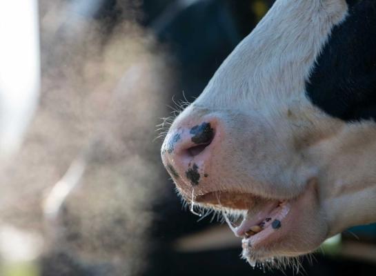 Meenemen van fokwaarden voor methaan in het fokdoel kan leiden tot 20 procent minder methaan per kg melk in 2050.