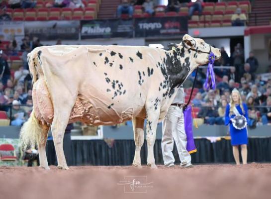 Vorig jaar won Erbacres Snapple Shakira (v. O'Kaliber) het algemeen kampioenschap in Madison (foto: Fleur Maartje Bakker)