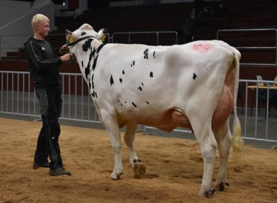 De veilingtopper van de keuring in Osnabrück bracht 4300 euro op