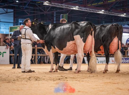 Doormandochter Bons-Holstein Koba 245 wint zwartbontkeuring op de HHH-show (foto: Fleur Maartje Bakker)