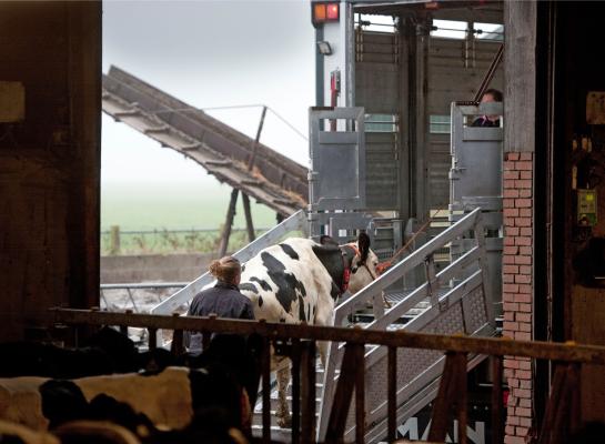 Als een dier toch wordt vervoerd naar een slachthuis en daar alsnog door de NVWA wordt afgekeurd, kan dat gevolgen hebben voor zowel de veehouder als de dierenarts