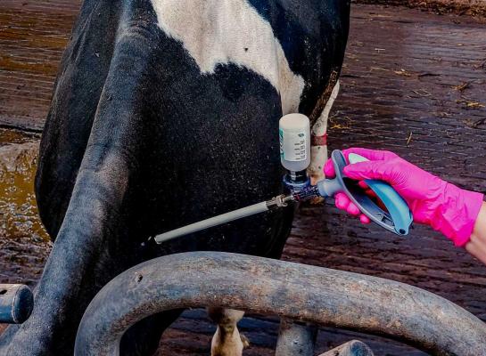 Afgelopen jaar lieten bijna 2500 Vlaamse rundveehouders ruim 270.000 runderen vaccineren tegen blauwtong