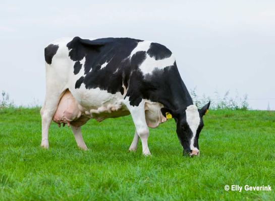 Batenburg Gjalto (v. O Man) verdiende afgelopen jaar het Sterkoe 3-predicaat