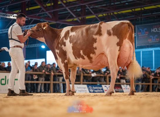 Jansje 703 van firma De Groot heeft op de roodbontkeuring het algemeen kampioenschap gewonnen (foto: Fleur Maartje Bakker)