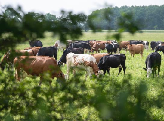 In stikstofgevoelige Natura 2000-gebieden is tussen 2005 en 2013 ongeveer 20% minder stikstof terechtgekomen