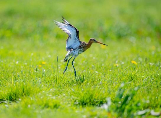 Het extra geld is onder meer voor het aanleggen van kruidenrijk grasland voor weidevogels