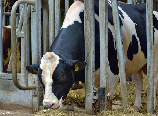 De decemberdraai zorgt weer voor veel fokkerijnieuws