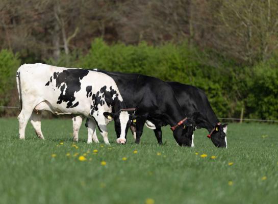 Door het natte voorjaar konden lang niet alle veehouders hun koeien al vroeg weiden