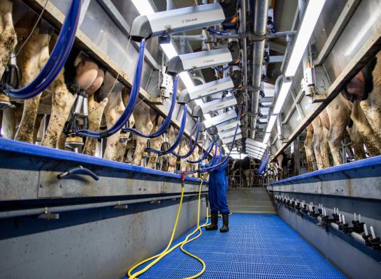 Ook in de buurlanden België en Duitsland nam de melkaanvoer in september af 