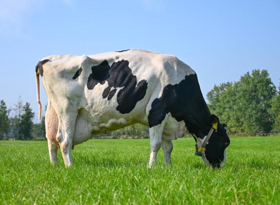 De huidige lactatie van Grietje begon in april 2021, maar ze geeft elke dag nog 16 kg melk (foto: Henk Lomulder)