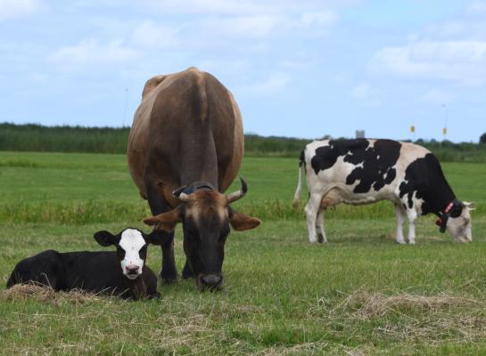 Kalveren bij de koe en koeien met hoorns horen volgens Bas Rodenburg bij een dierwaardige veehouderij