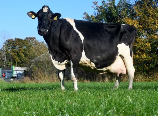 Sietske 99 was een van de eerste kalveren die werd geboren op het nieuwe melkveebedrijf van Jappie en Anita Smedes (foto: Harrie van Leeuwen)