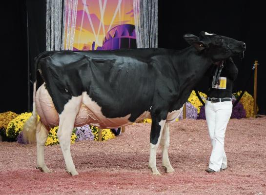 Jeffrey-Way Hardrock Twiggs is uit de uitslagen van de WDE gestreept (foto: Cattleclub)