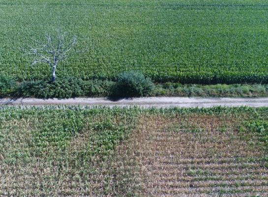 Op een goede vochthoudende zandgrond kost iedere 50 mm neerslagtekort per hectare een ton droge stof aan korrelopbrengst