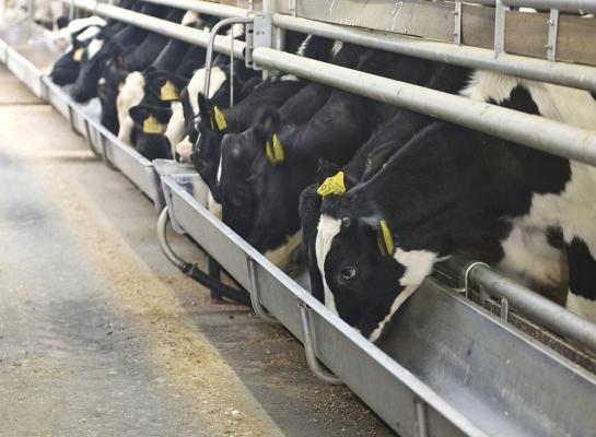 Tot het onderzoek van NVWA is afgerond, geldt een verbod op het afvoeren van dieren van vleeskalverbedrijven