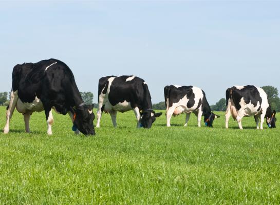 Fh-koeien zijn minder zwaar dan holsteinkoeien en nemen daardoor minder voer op