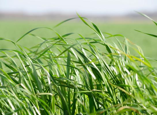 De voederwaarde van vers gras hangt af van voorspelbare factoren als daglengte en temperatuursom