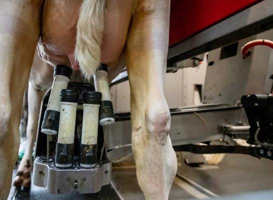 Gemiddeld betaalden de Europese zuivelorganisaties hun leveranciers in november 50,04 euro per 100 kg melk