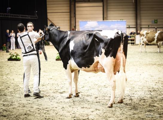 Tijdens Agriflanders 2025 zullen er geen prijskampen gehouden worden voor runderen