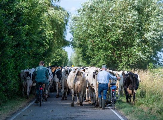 Weidegang maakt mogelijk deel uit van de nieuwe Wet Dieren