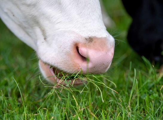 De emissiefactor van weidegras is verlaagd van 19,2 naar 17,7 gram methaan per kg droge stof