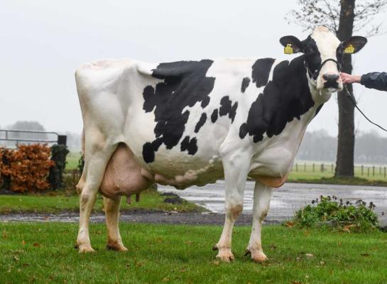 Al voor haar tiende verjaardag passeerde Nelly 109 de grens van 100.000 kg melk