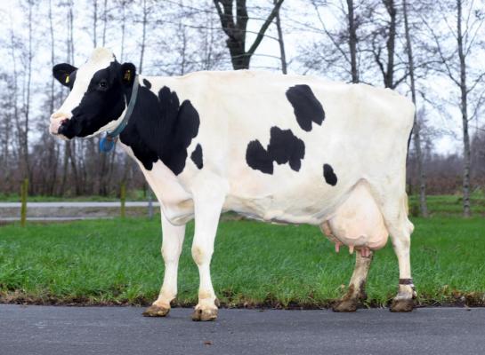 De vijftienjarige Floryan is als aanvoerder van de F-jes nog opvallend vitaal (foto: Harrie van Leeuwen)