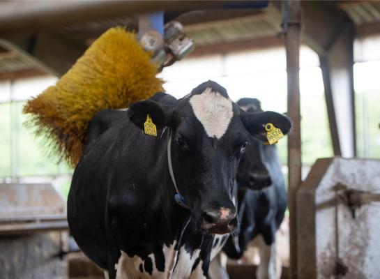 In Denemarken steeg de gemiddelde melkproductie met 300 kg melk per koe
