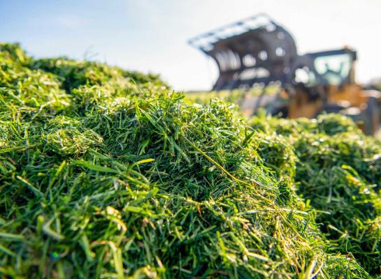Door de hoge opbrengsten van kuil- en weidegras voerden veehouders meer stikstof van het land af via ruwvoer