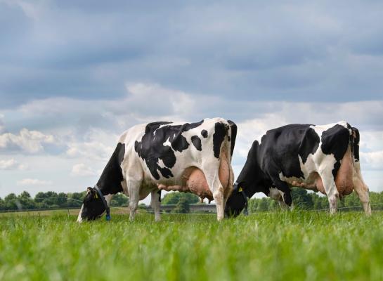 Per levensdag produceert de Nederlandse melkkoe nu 17,1 kg melk, bijna vijf kilo meer dan in 2000.