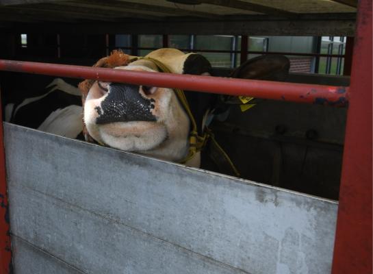 DGZ wijt besmetting en insleep van ibr aan onveilige handel in dieren