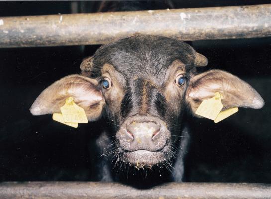 Bij drie gestorven waterbuffels in de Duitse deelstaat Brandenburg is mond-en-klauwzeer gevonden (foto ter illustratie)