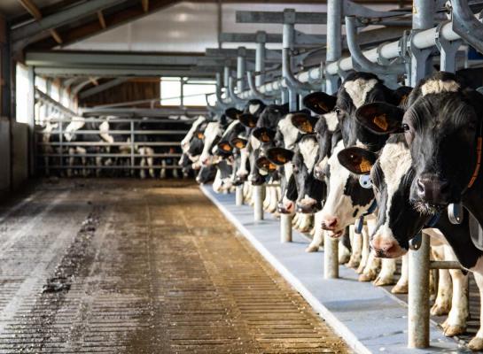 In 2024 produceerden Europese landen 0,8 procent meer melk dan het jaar ervoor