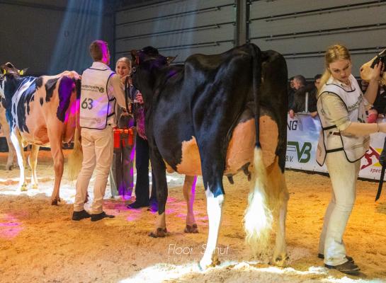 Na het algemeen kampioenschap op de Twentse After Summer Show was het ook op de wintershow Zwolle raak voor Grietje 293 (foto: Floor Schut)