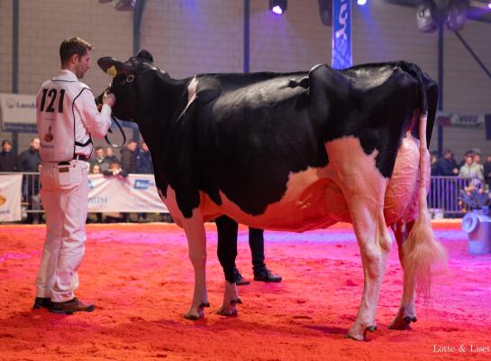 Bons-Holsteins Ella 245 (v. Doorman) wint het algemeen kampioenschap in Noordeloos