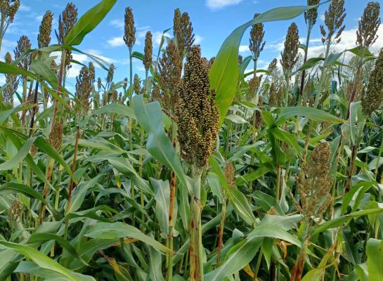 De mengteelt van mais en sorghum bracht 14,8 ton drogestof per hectare op met een voederwaarde van 940 vem en 358 gram zetmeel per kg drogestof (foto: Inagro)