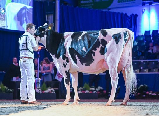 O Katy won vorig jaar in Verden al de vaarzentitel (foto: Mathias Penn)