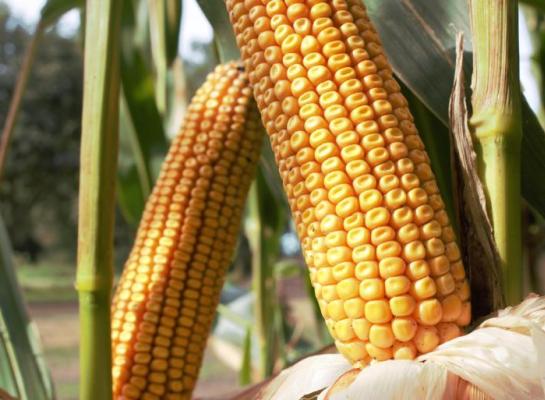 Pioneer maisras P82.703_Nieuw op de Aanbevelende Maisrassenlijst_0.jpg