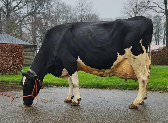 Riebeeck Ida 842 (v. Gunnar), honderdtonner nummer vijf in een uniek vijfgeslacht (foto: familie Ruijter)