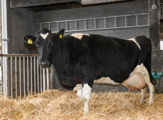 Haar eigenaren beschouwen het predicaat Sterkoe 3 voor Jo 38 als een complimentje voor hun management (foto: Harrie van Leeuwen)