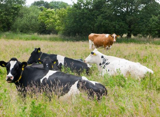 Door begrazing nam de soortenrijkdom op verschraald grasland toe