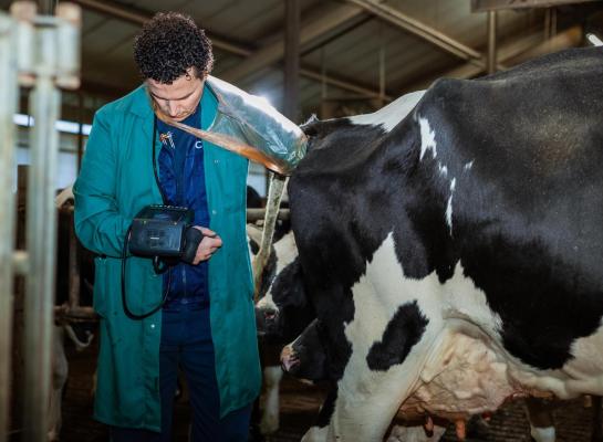 Het negatieve effect van inteelt op de vruchtbaarheid van holsteinkoeien is zeer beperkt met per generatie 0,01 fokwaardepunt voor drachtpercentage en 0,02 fokwaardepunt voor tussenkalftijd