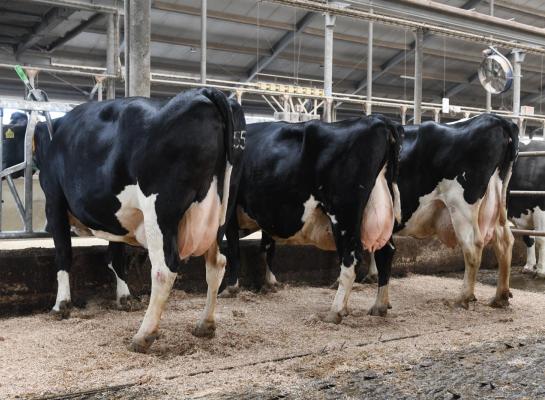Drie aanwezige honderdtonners op De Schothorst, van links naar rechts: Jetske 553 (v. Lonar), ZW Eentje 486 (v. Lonar) en Elze 220 (v. Dakota) (foto: Harrie van Leeuwen)