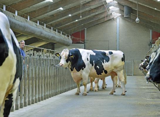 Door de basisaanpassing daalt de NVI voor zwartbonte  holsteinstieren met 14 punten. Roodbonten krijgen een 15 punten lagere NVI
