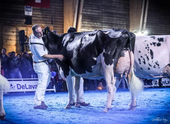 Longeraie Armagedon Gentiane is de nieuwe Zwitserse zwartbontkampioene (foto: Guillaume Moy)