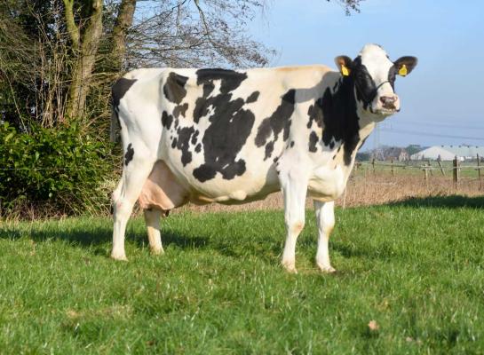 Bertha 152 kreeg als vaars 83 punten voor algemeen voorkomen, maar werd op veertienjarige leeftijd alsnog excellent ingeschreven (foto: Harrie van Leeuwen)