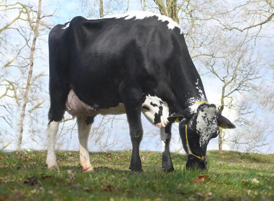 JIMM. Holstein Hellen 616 is een dochter van de door John de Vries gefokte stier Mr. Obo (foto: Harrie van Leeuwen)