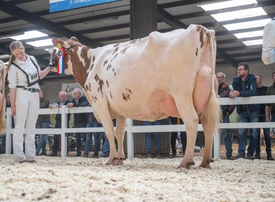 Seniorkampioene Tienmorgen Thea 37 (v. Agent) wint in Asten-Heusden ook algemeen kampioenschap (foto: Fleur Maartje Bakker)