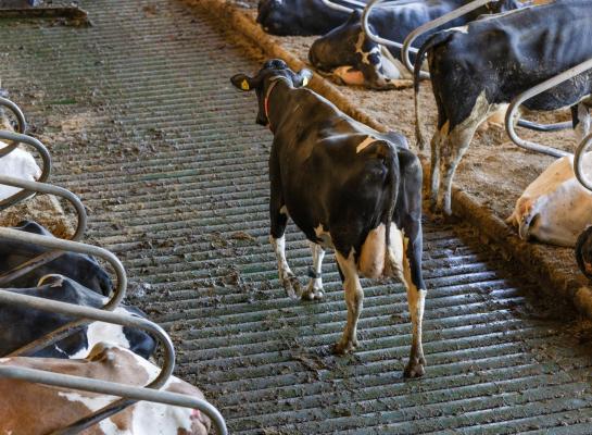 Duurzame zuivelstromen willen meer inzetten op preventie van klauwproblemen